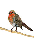 front of the card Birds - robin