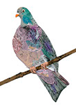 front of the card Birds - pigeon